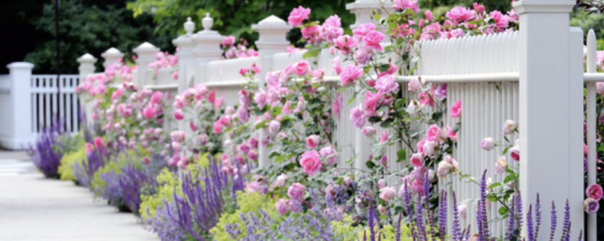 The Best Varieties for Creating Borders